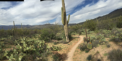 Saguro National Park
